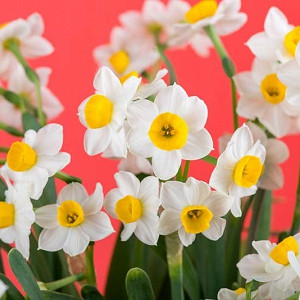 Narcissus Canaliculatus, Narcissus Tazetta, Bunch-Flowered Daffodil, French Daffodil, Polyanthus Daffodil, Polyanthus Narcissus, St Joseph's Staff, Spring Bulbs, Spring Flowers